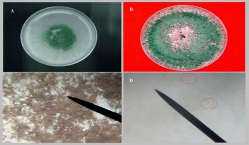 Colonia de T. harzianum