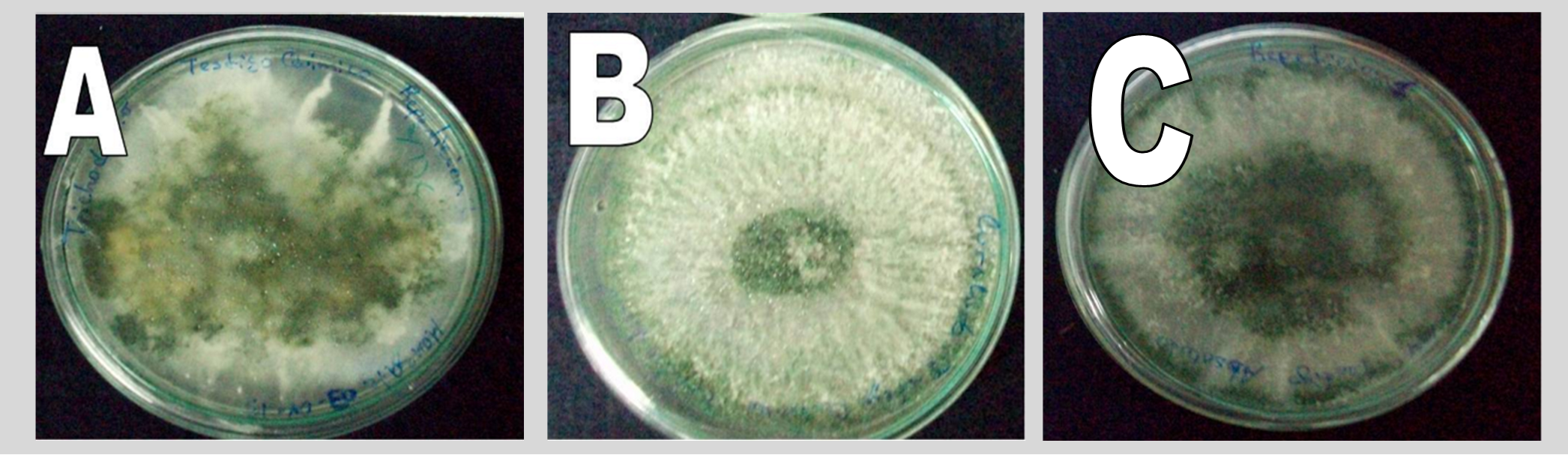 Figura 1. Desarrollo de las colonias de Trichoderma harzianum en medios químicamente envenenados. Figura 1A. T. harzianum en medio Mancozeb. Figura 1B. T. harzianum en medio Carbendazim. Figura 1C. T. harzianum control.
