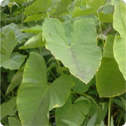 hoja d ebore
